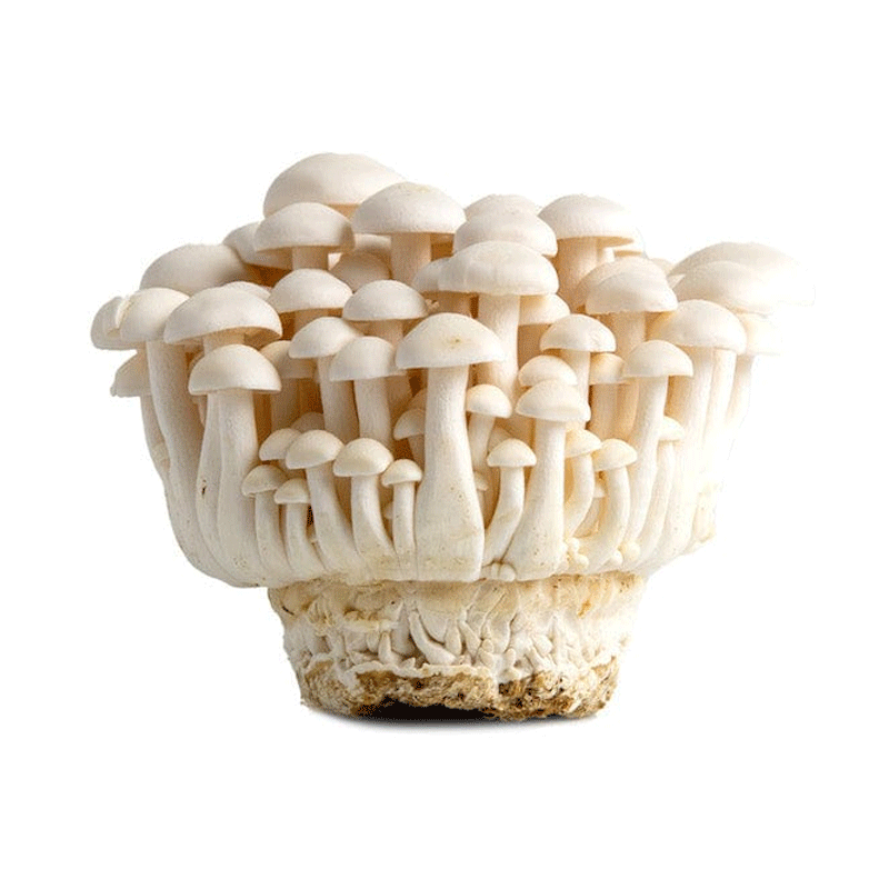 Picture of Hokto Kinoko Organic Mushroom Bunapi Fresh - 100g