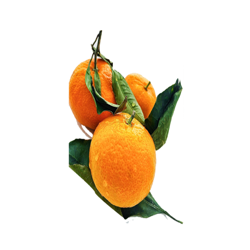 Picture of Satsuma Fresh - lb