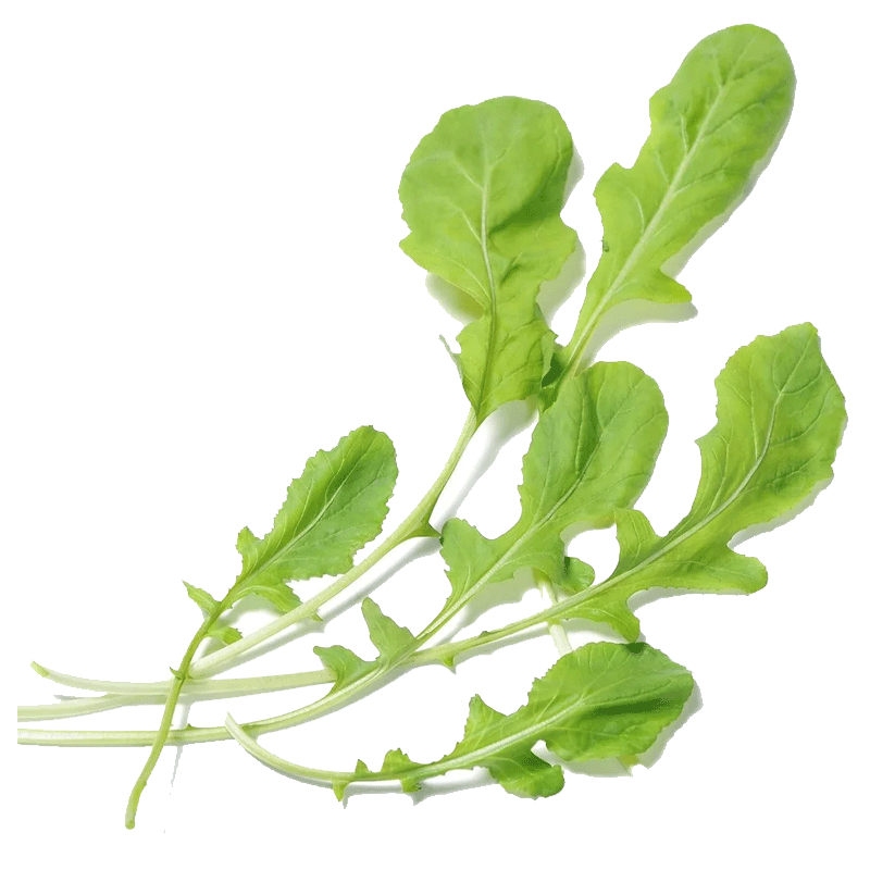 Picture of Organic Arugula Leaves - EA