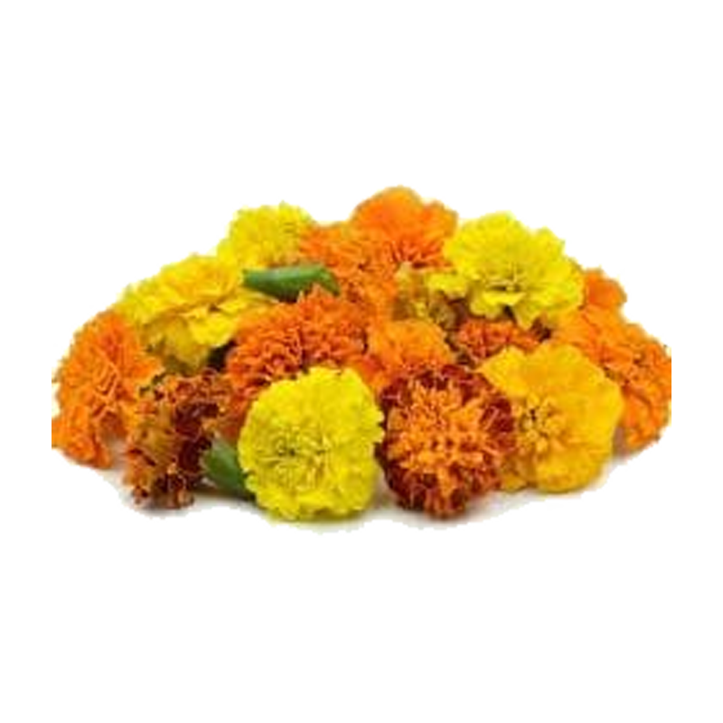 Picture of Bhupi Pooja Marigold - Ea