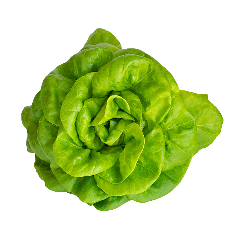 Picture of Lettuce Bibb Living - 5oz