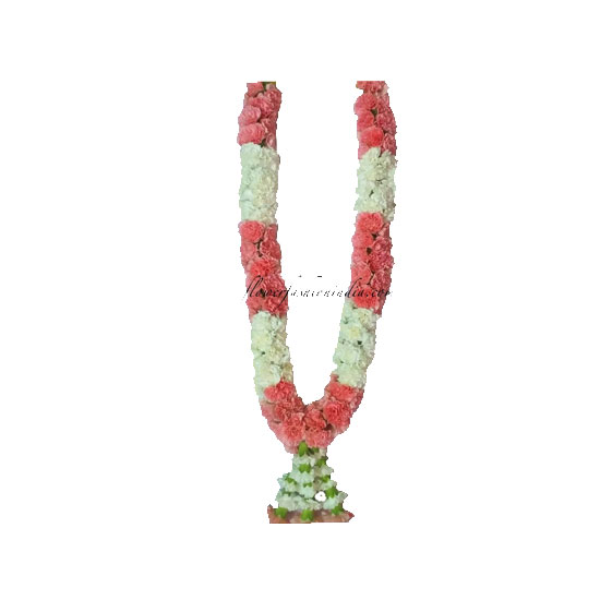 Picture of Fresh Indian Garland Carnation 4ft - EA