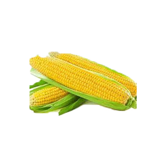 Picture of Corn Fresh-3pc