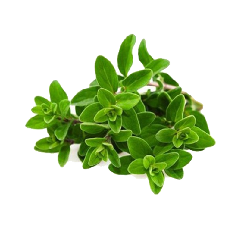 Picture of Fresh Oregano - EA