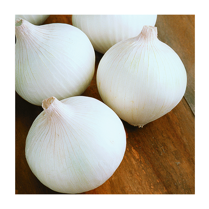 Picture of Onion White - 5lb