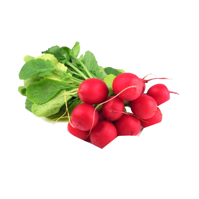 Picture of Radish Red Bunch - EA