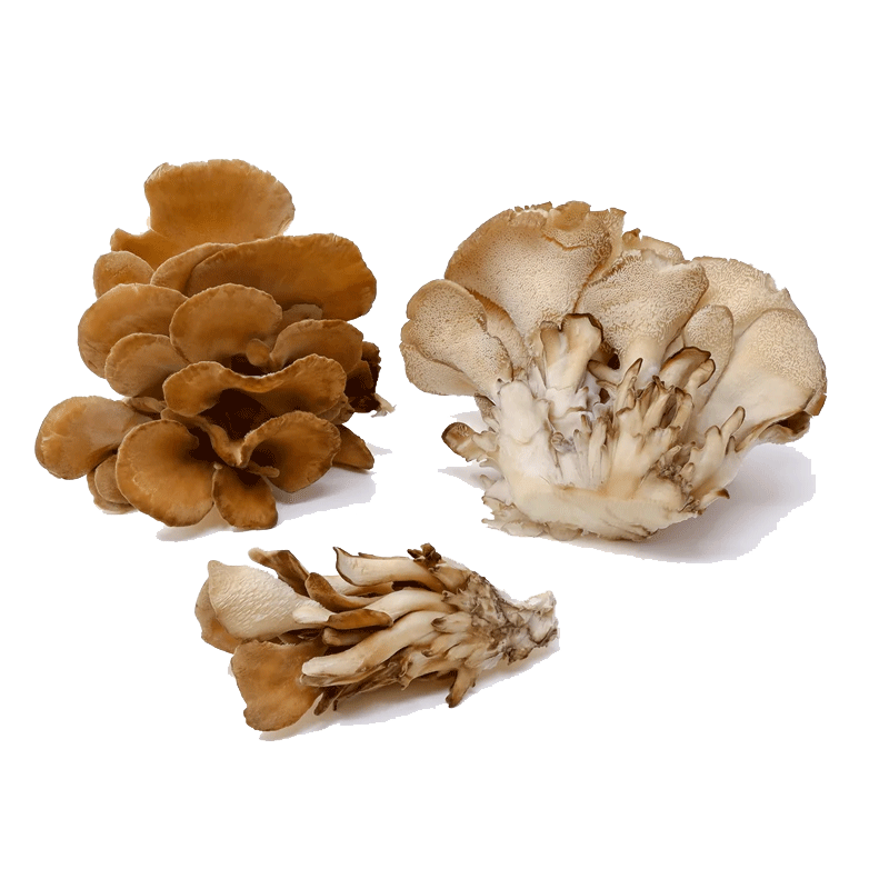 Picture of Champs Organic Mushroom Maitake - 100g