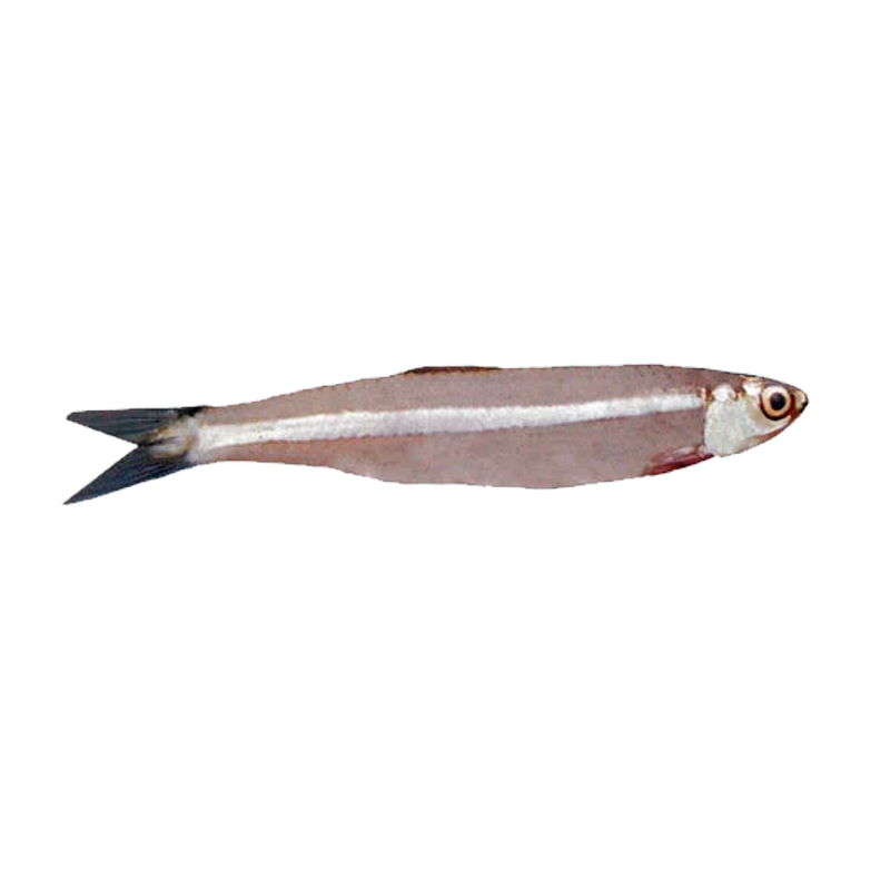 Picture of Smelt Nethili Fish FRZ - 1lb