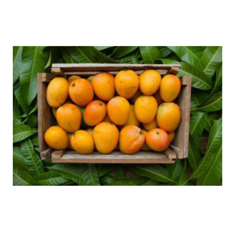 Picture of Indian Mango Sindhir Case - 12pc