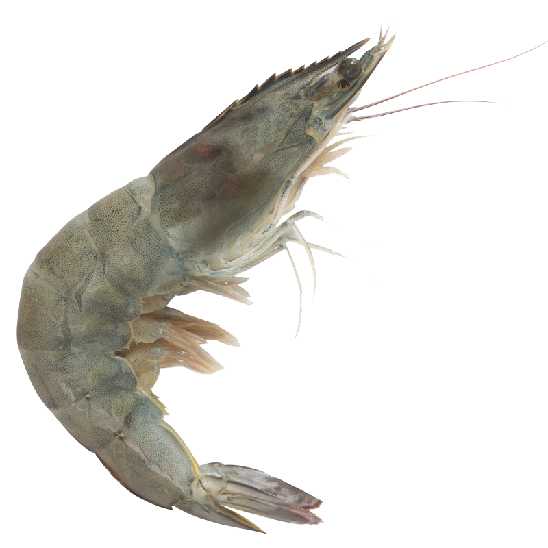 Picture of Pacific Light White Shrimp FRZ - 24oz