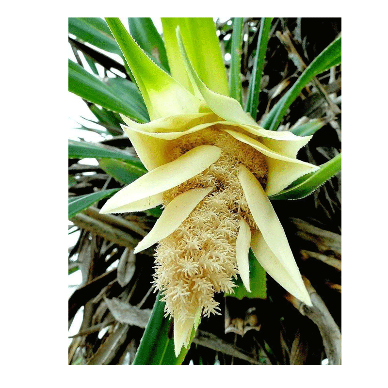Picture of Thazhampoo Flower - 3pcs