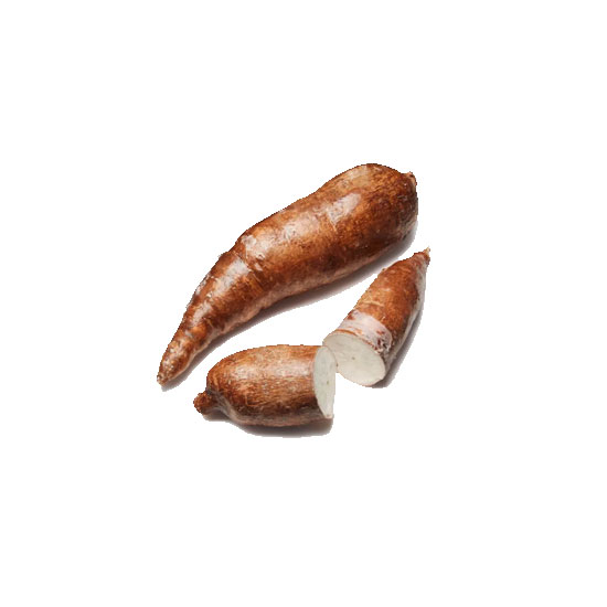 Picture of Yucca - LB