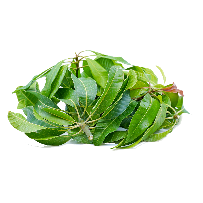 Picture of Indian Mango Leaves - Bunch