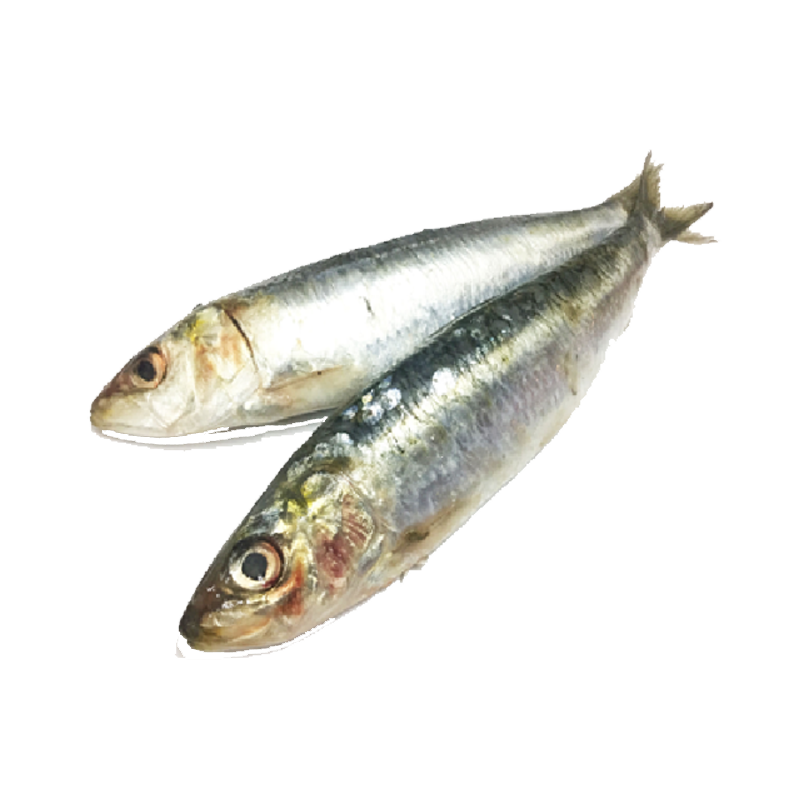 Picture of Sea Supreme Sardine FRZ - 2lb