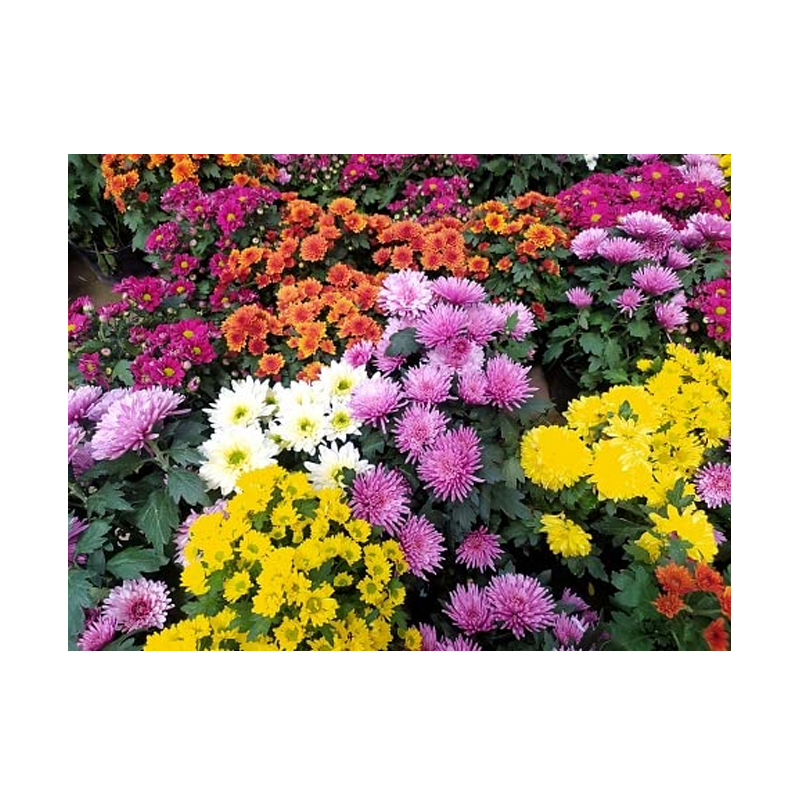 Picture of Mum Flower Plant 4.5" - EA