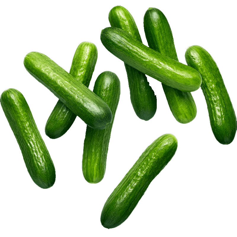 Picture of Delcabo Organic Baby Cucumber - 1lb