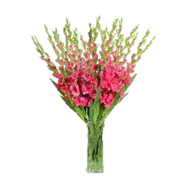 Picture of Gladiolus Fresh Flowers