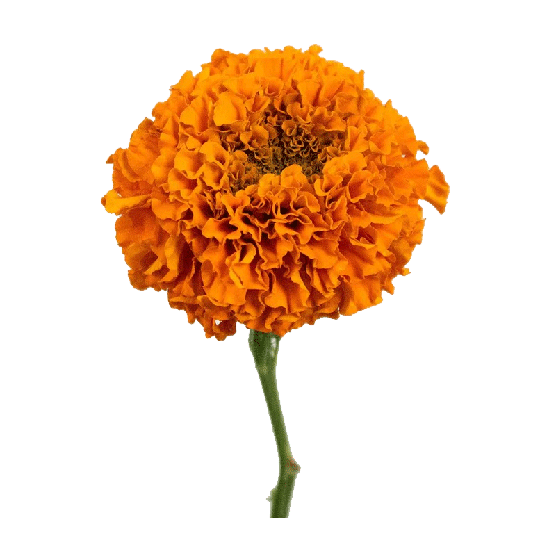 Picture of Fresh Marigold Bunch - Ea