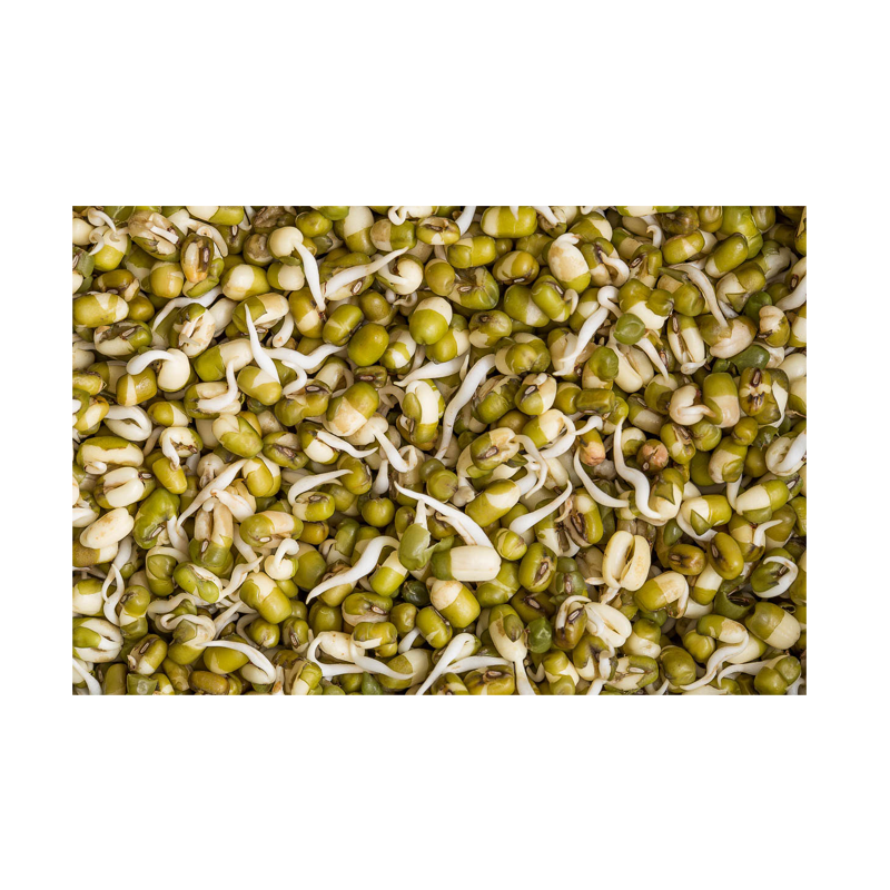 Picture of Fresh Mung Sprout
