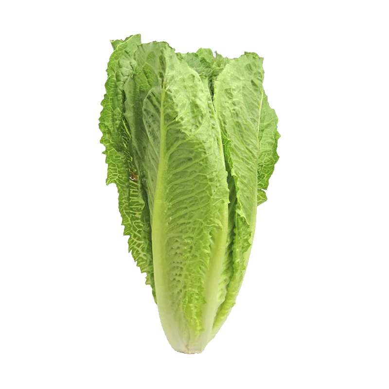 Picture of Lettuce Romaine - EA