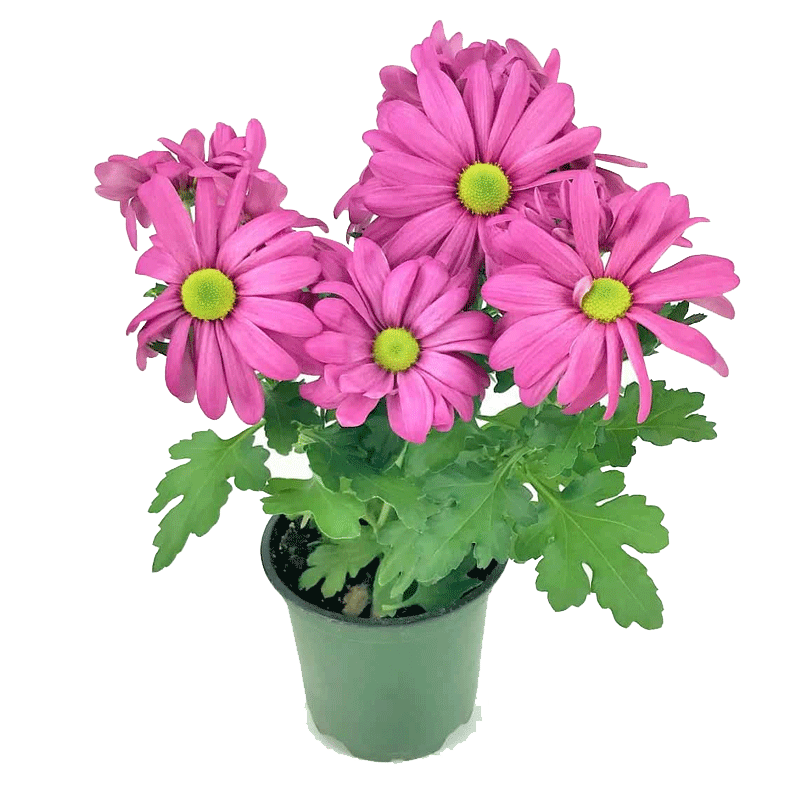 Picture of Fresh Pot Mums Flowers 4in - Ea