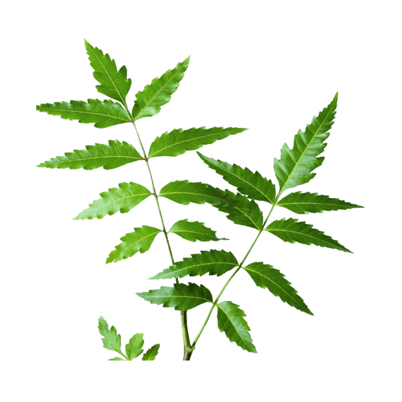 Picture of Plant Neem - EA