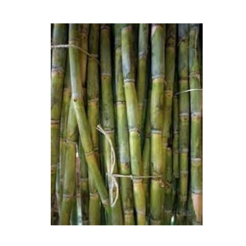 Picture of Sugarcane Long Stick - EA