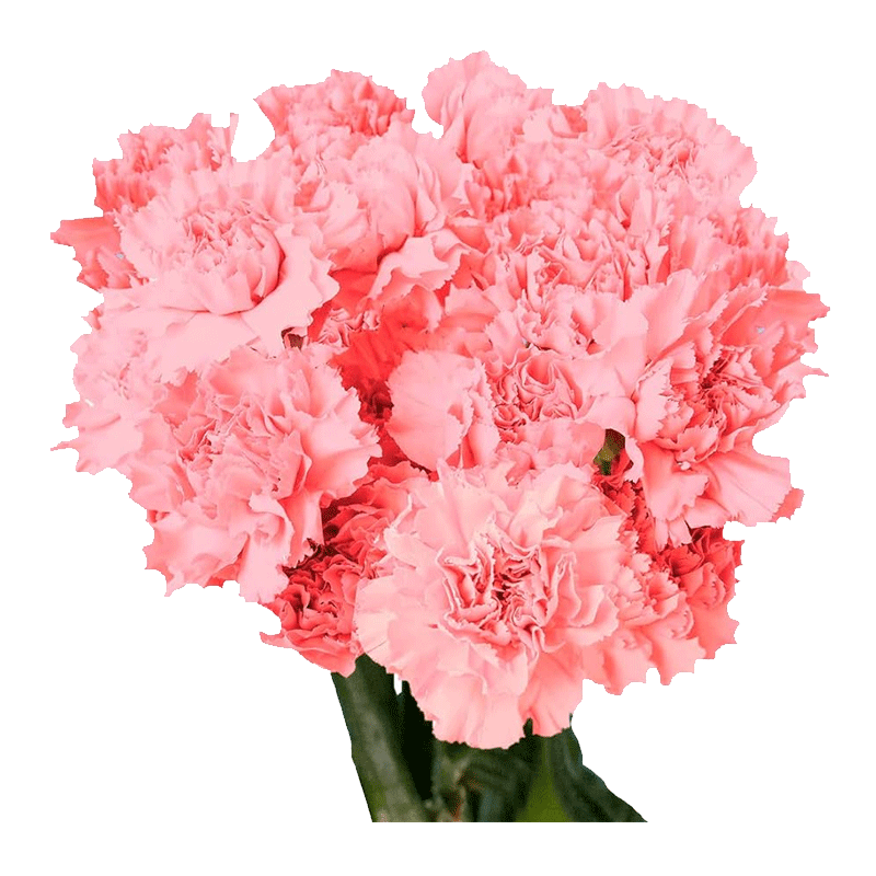 Picture of Fresh Cut Carnation Flower Bouquet - Ea