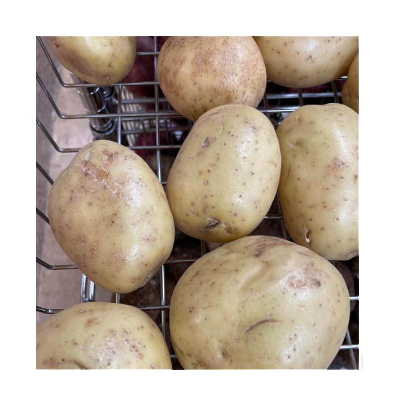 Picture of Potato White Big - lb