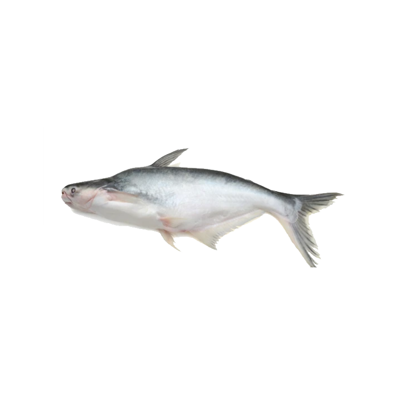 Picture of Silver Sheat Fish FRZ - Lb