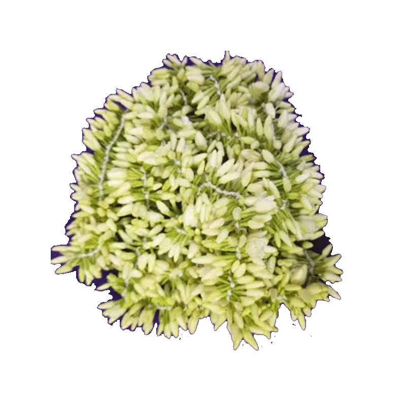 Picture of Fresh Indian Mullai String 5ft - Ea