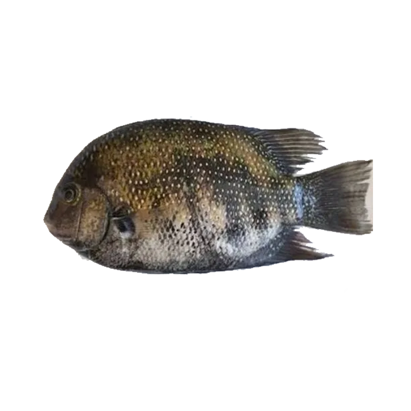 Picture of Seafood Delight Pearl Spot Fish FRZ - 2lb