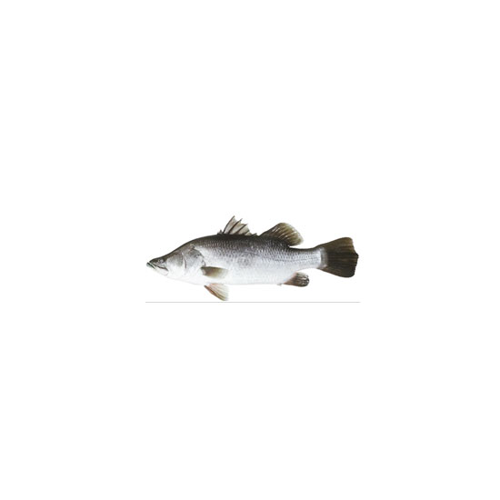Picture of Giant Perch Koral Fish Steak FRZ - Pkt