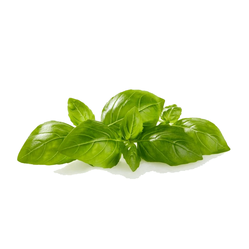 Picture of Organic Basil Sleeve Living - 1ct