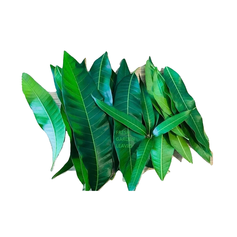 Picture of Mango Leaves - EA