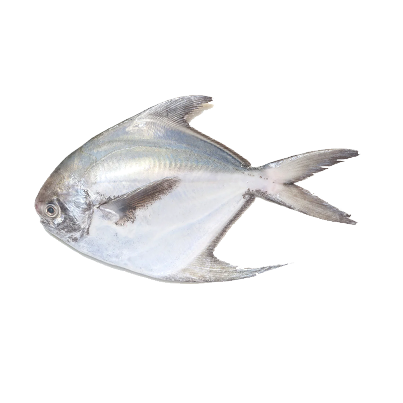 Picture of South Asian Foods Silver Pomfret Fish FRZ - 7oz