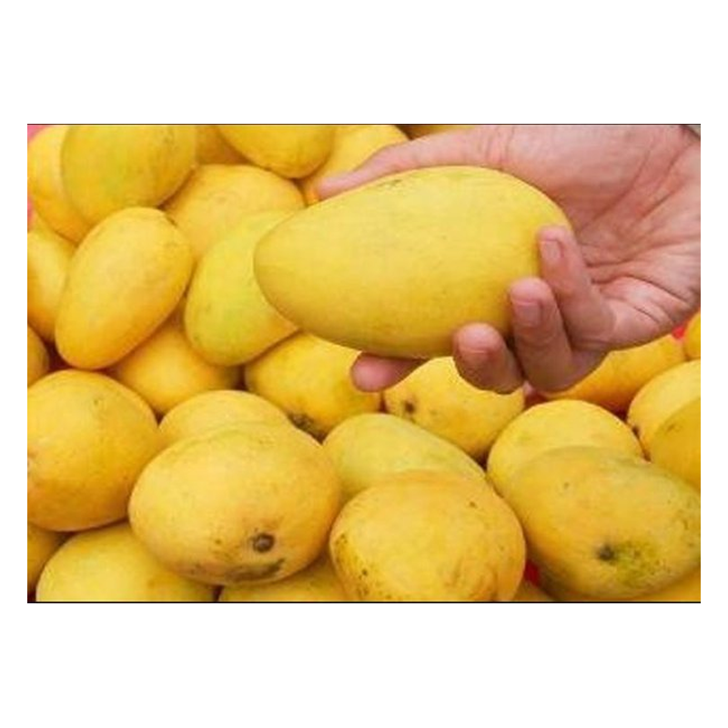 Picture of Indian Mango Mingolo Case - 12pc