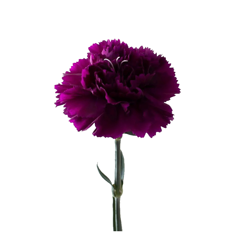 Picture of Fresh Carnation Florigene - Ea