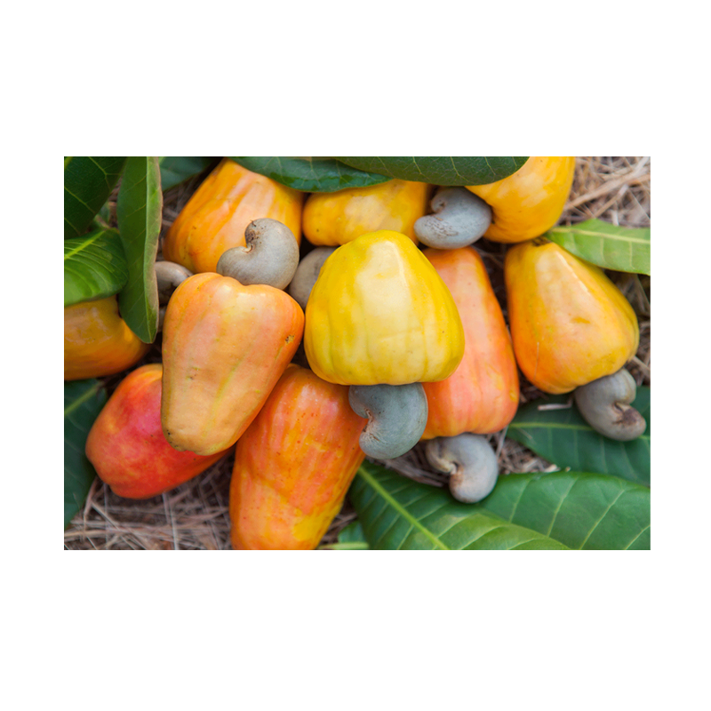 Picture of Mayuri Fresh Feni - 200g