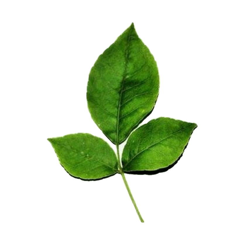 Picture of Fresh Bilva Leaves From India - Ea