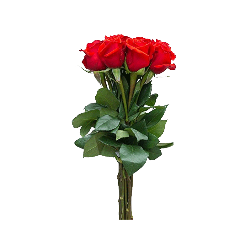 Picture of F Fresh Red Rose Bouquet 6Stem