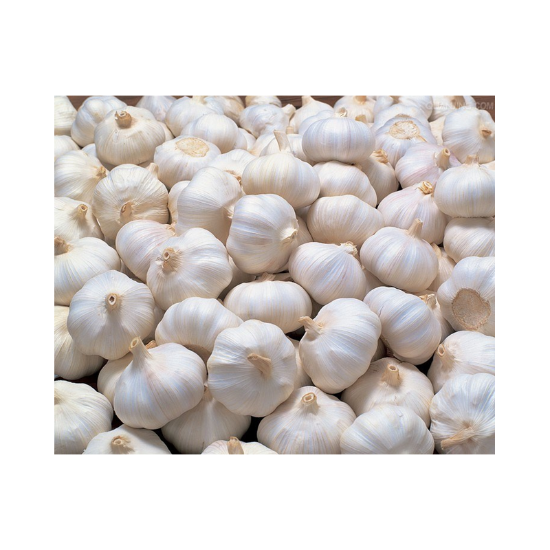 Picture of SAF Katal Bisi Garlic FRZ - 300g