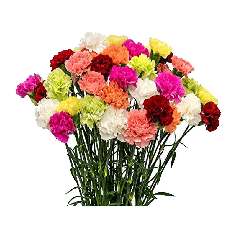 Picture of Fresh Carnation Artisan 15 Stems - Ea