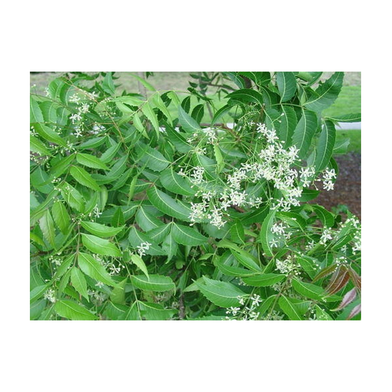 Picture of Fresh Neem Flowers Big - Pkt