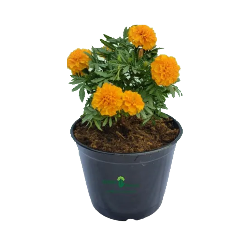 Picture of Plant Marigold - Ea