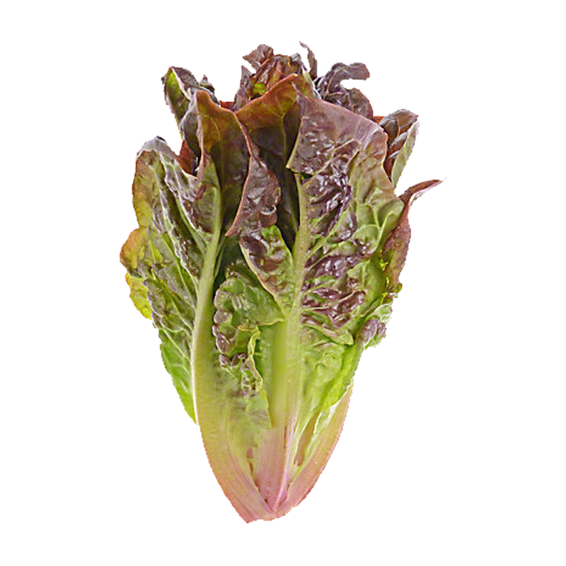 Picture of Lettuce Red - EA