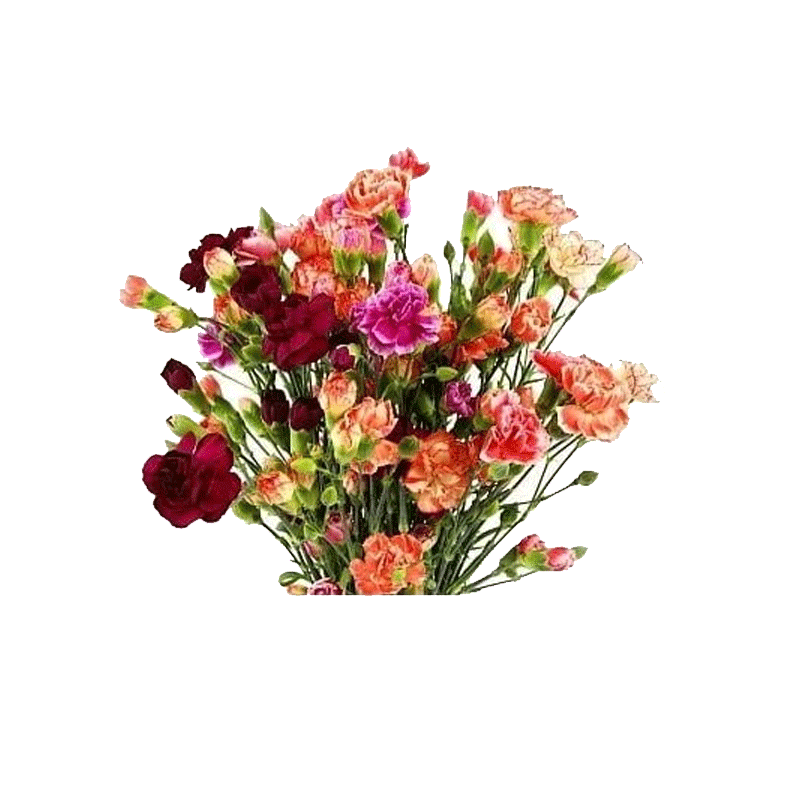 Picture of Fresh Cut & Mini Carnation Combo Stems - 28pcs