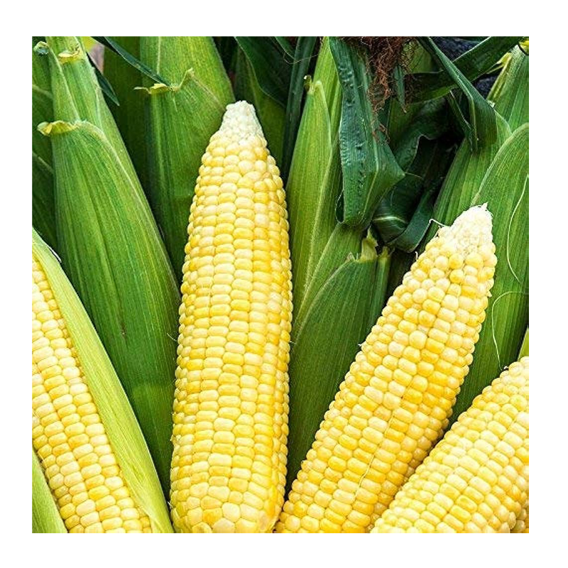 Picture of Jiahe Organic Br Swt Corn-1lb