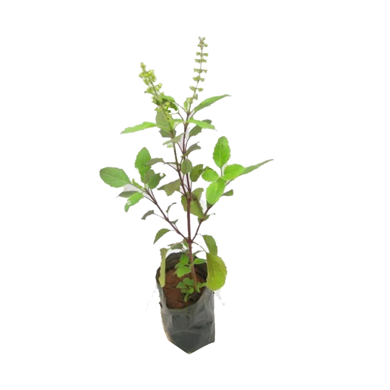 Picture of Plant Tulsi - EA