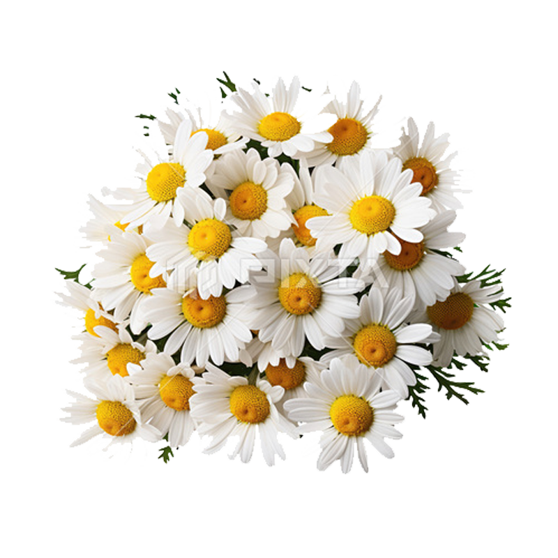 Picture of Fresh Daisy Flower Bouquet - Ea